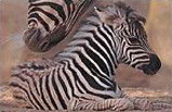 San Diego Zoo's Wild Animal Park Tour
